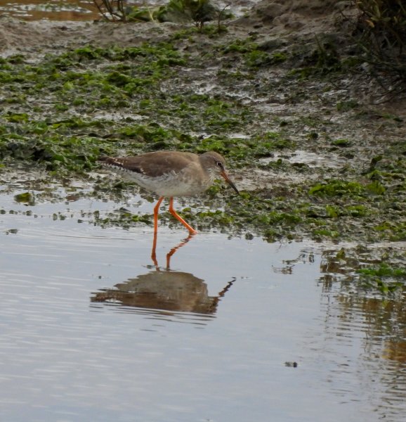 redshank.JPG