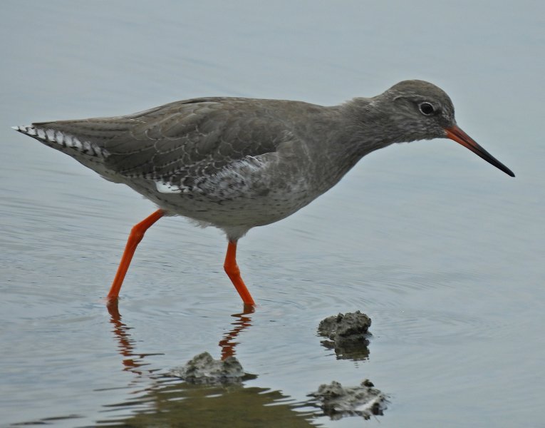 redshank.JPG