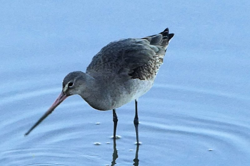 Redshank.jpg