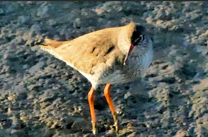 Redshank.JPG