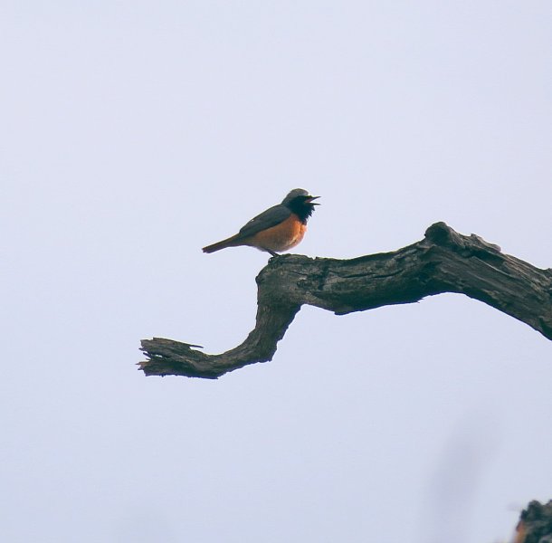 REDSTART  2.jpg