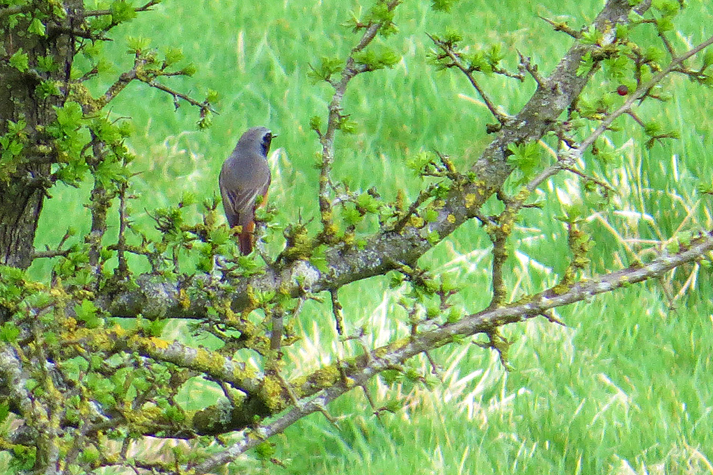 Redstart-Billinge.jpg