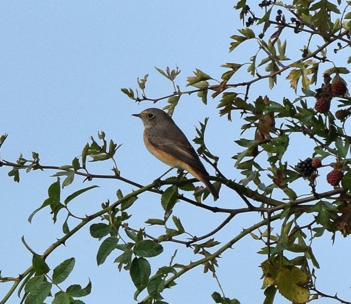 redstart.jpg