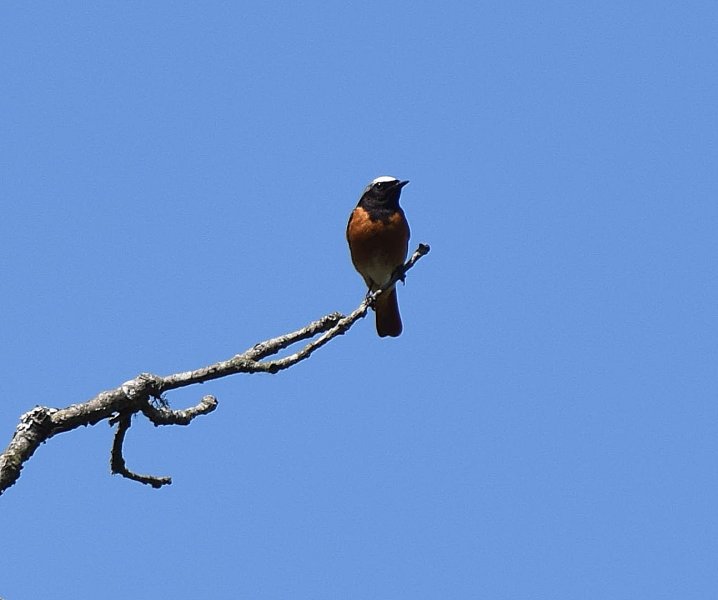 Redstart1.jpg