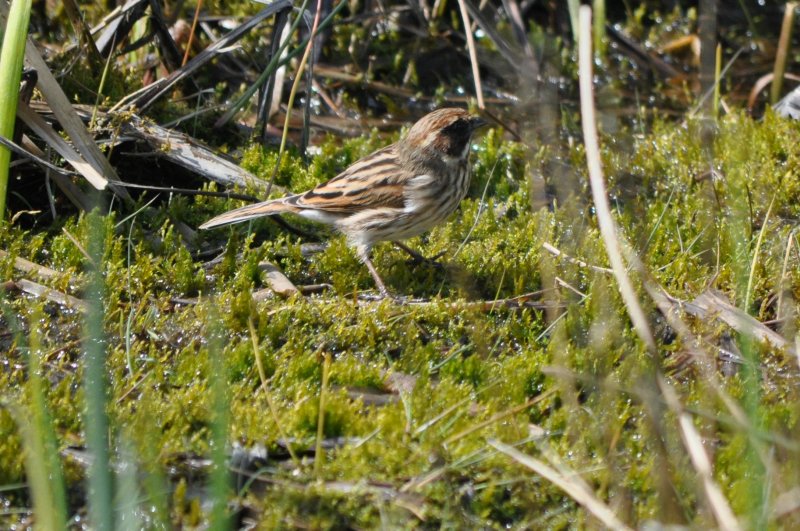 Reed bunting.jpg