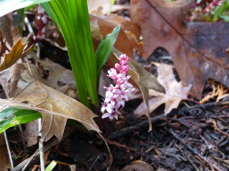 Reineckea carnea.JPG