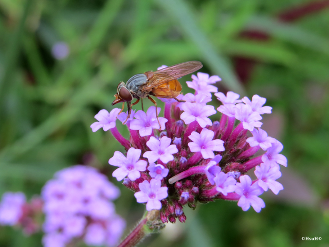 Rhingia rostrata (6).jpg