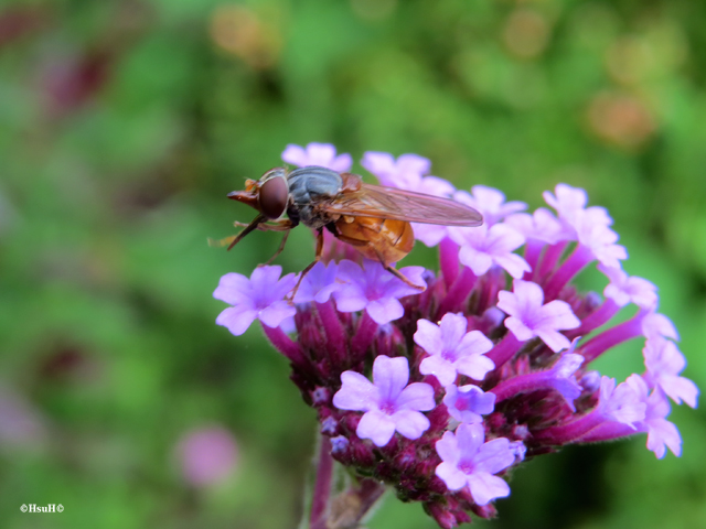 Rhingia rostrata (7).jpg