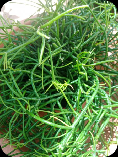 Rhipsalis Cassutha3 11 Jul 24.jpg