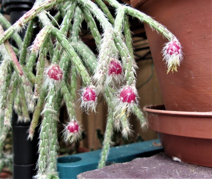 Rhipsalis pilocarpa.JPG