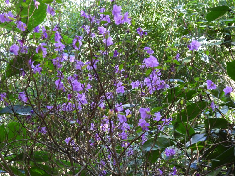 Rhodo dauricum.JPG