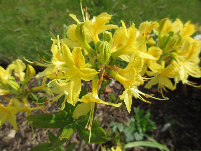 RHODODENDRON  LUTEUM 12-05-2022 16-15-21.JPG