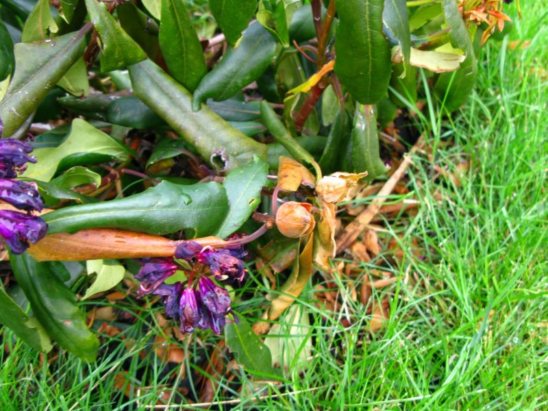 Rhododendrons2.jpg