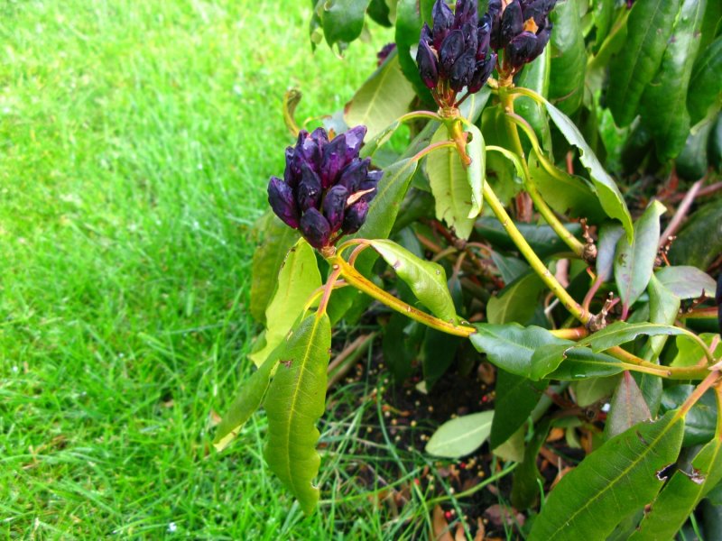 Rhododendrons3.jpg