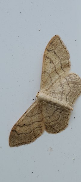 Riband wave moth.jpg