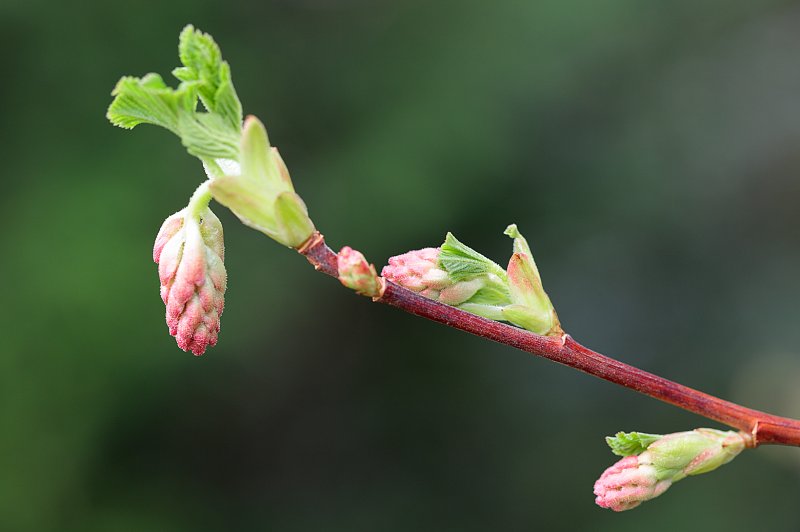 Ribes-February.jpg