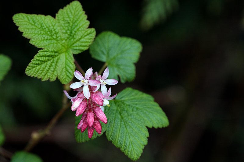 Ribes-March-5.jpg