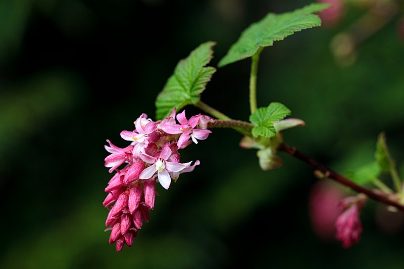 Ribes-March.jpg