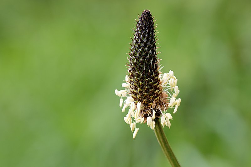 Ribwort f8.jpg