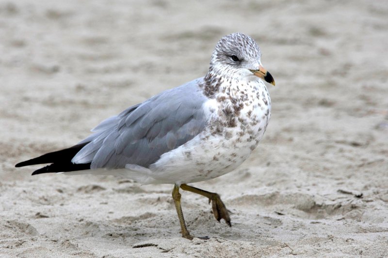 Ring-Billed GC.jpg