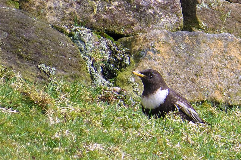 Ring-Ouzel-Blackclough-3.jpg