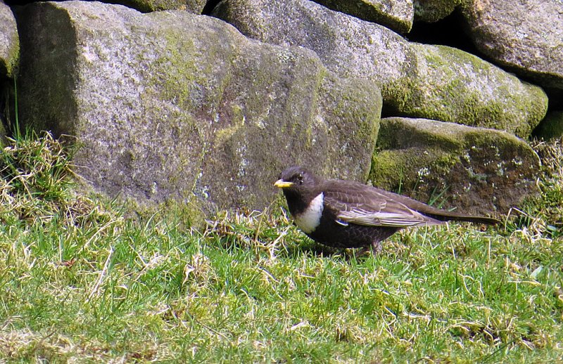 Ring-Ouzel-Blackclough-6.jpg