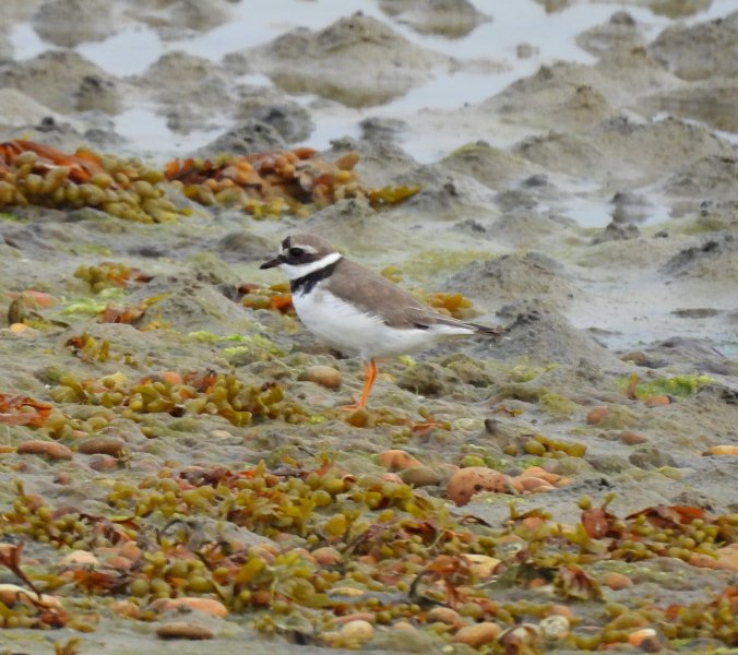 Ringed Plover 1.JPG