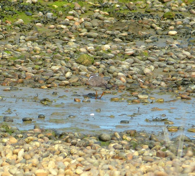 ringed plover 2.JPG