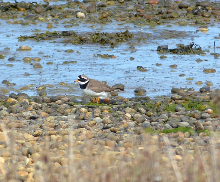 ringed plover.JPG