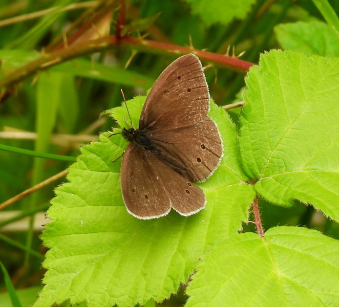 Ringlet 1.JPG