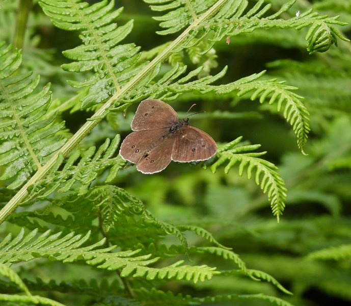 Ringlet 2.JPG