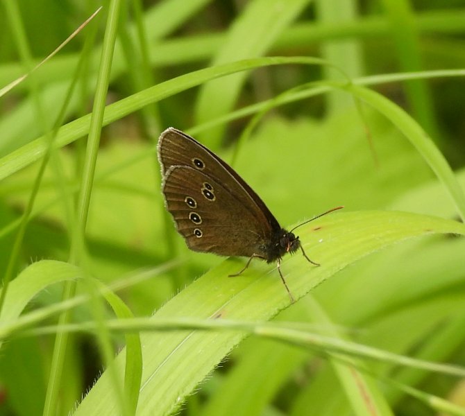 Ringlet 2.JPG