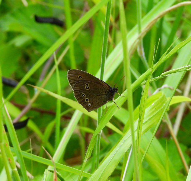 Ringlet.JPG