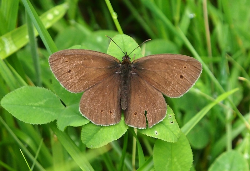 ringlet2017.jpg