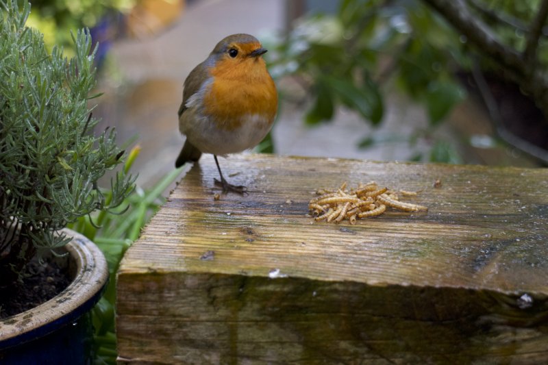 Robin Feeding 17.jpg