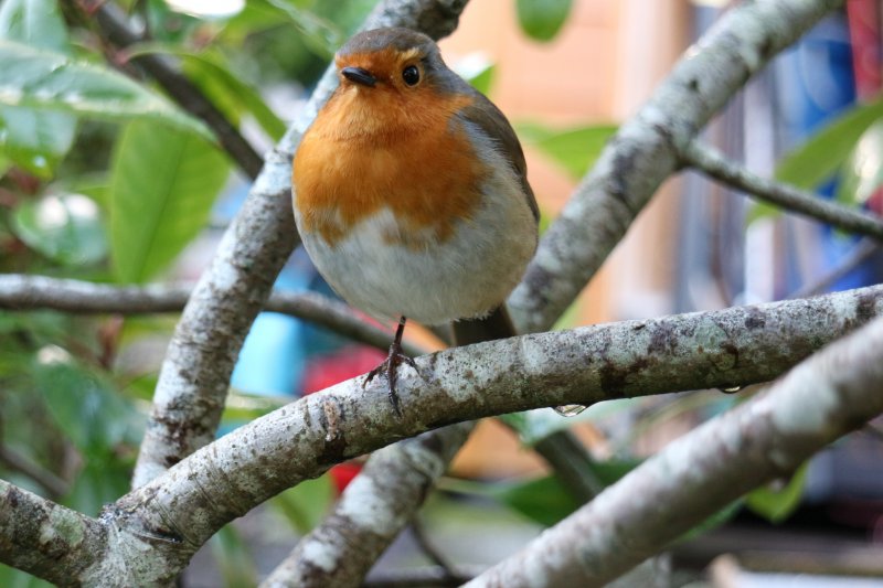 Robin Feeding 24.JPG