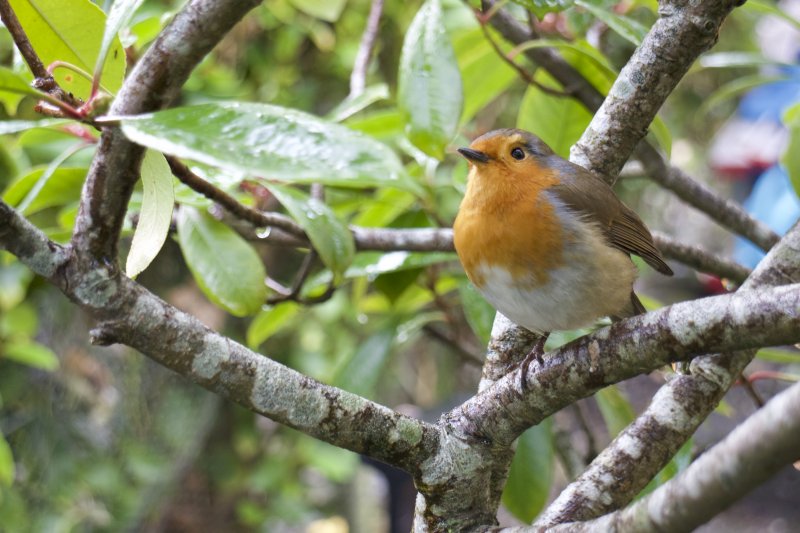 Robin on Branch.jpg