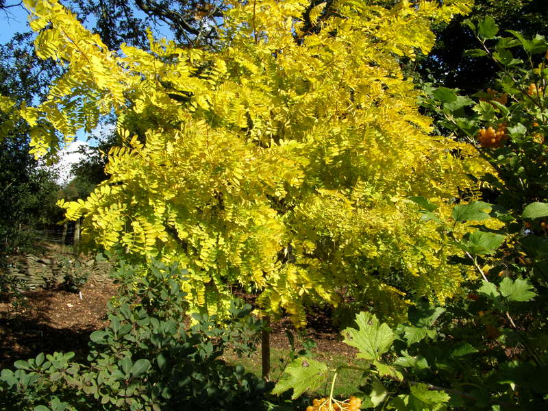 ROBINIA  PSEUDOACACIA  FRISIA 09-10-2006 15-12-57.JPG