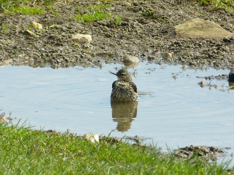 rock pipit 2.JPG