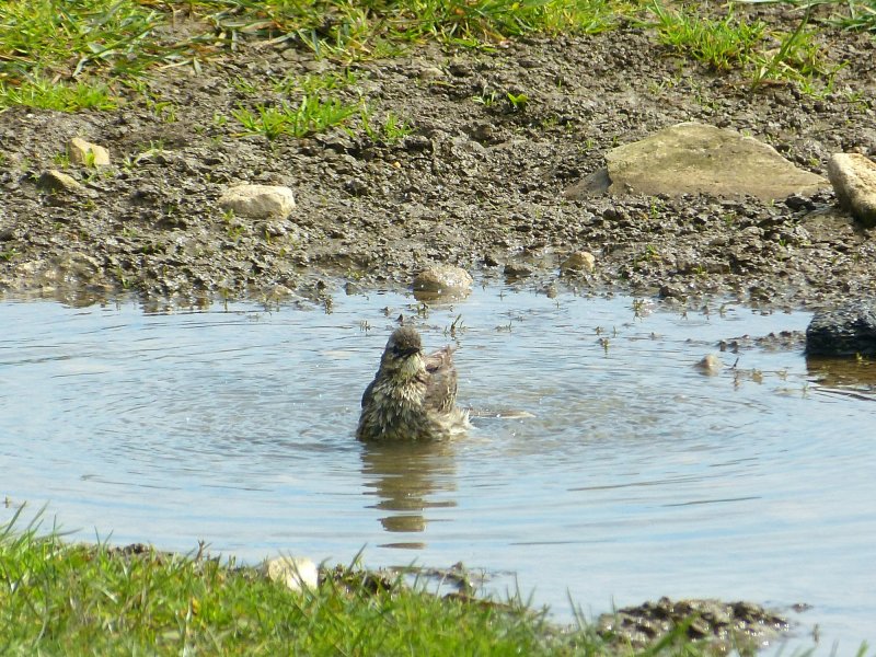 rock pipit 3.JPG