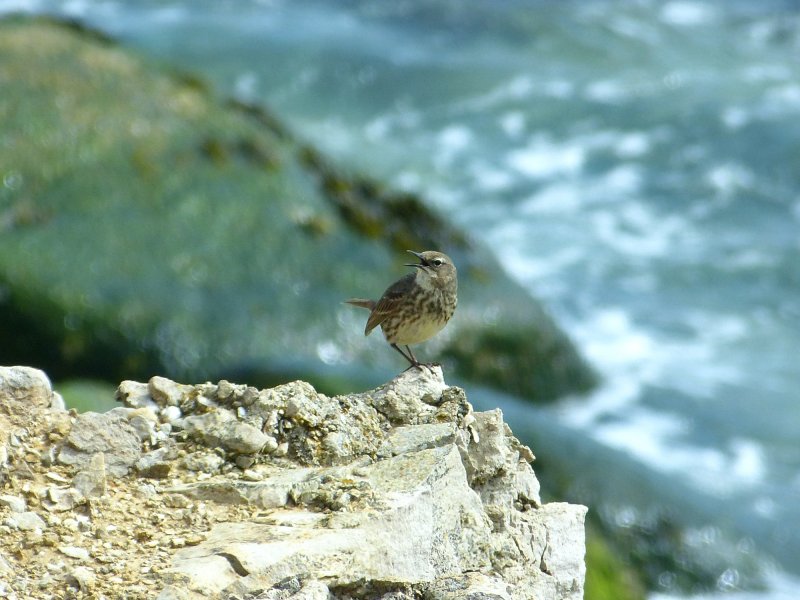 rock pipit 4.JPG