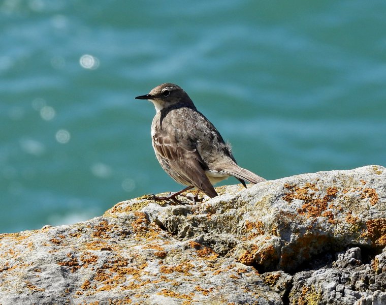 Rock Pipit.JPG