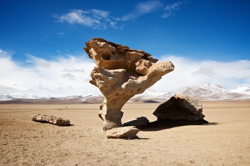 Rock Stone Tree Bolivia.jpg