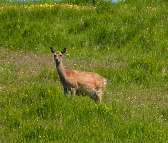 Roe Deer 2.JPG