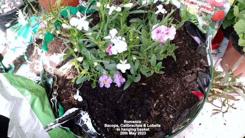 Romance - Bacopa, Calibrachoa & Lobelia  in hanging basket 20th May 2023.jpg