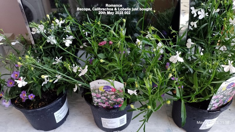 Romance - Bacopa, Calibrachoa & Lobelia just bought 20th May 2023 002.jpg