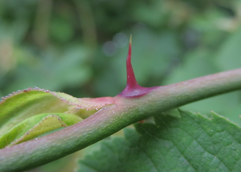 ROSA  CANINA  DOG  ROSE 04-Jul-16 11-15-11 AM.JPG