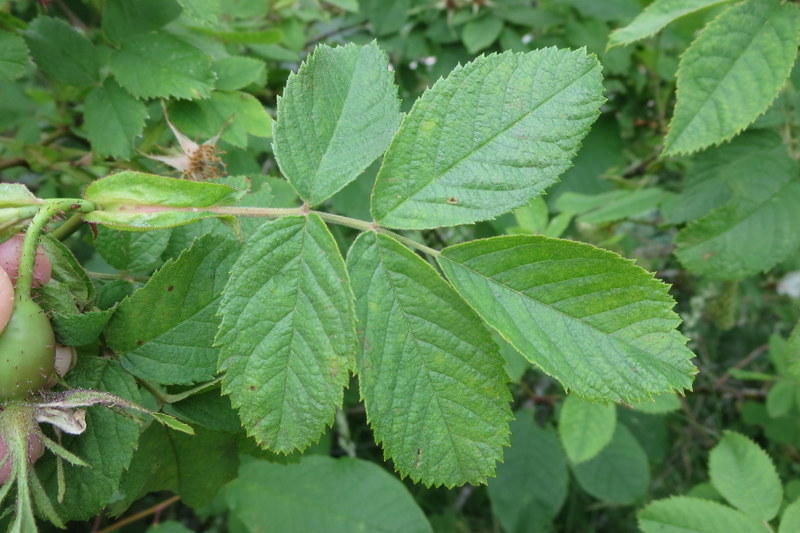 ROSA  CANINA  DOG  ROSE 04-Jul-16 11-18-06 AM.JPG