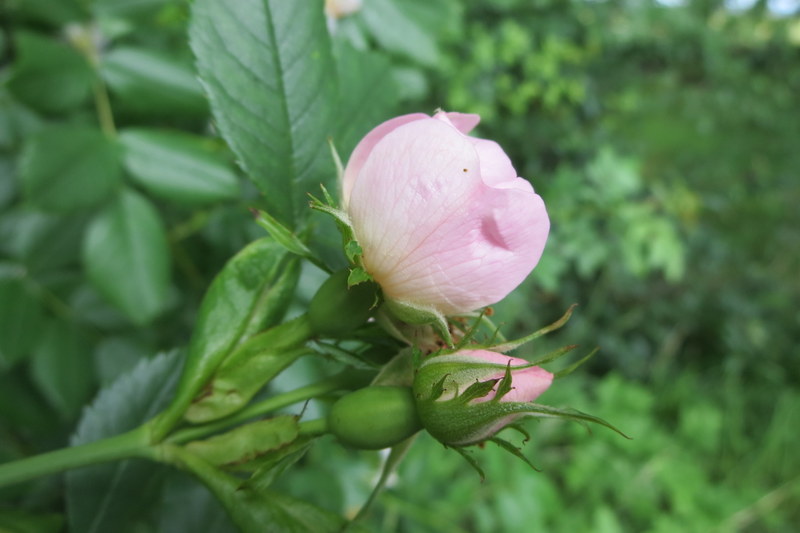 ROSA  CANINA  DOG  ROSE 04-Jul-16 11-26-31 AM.JPG