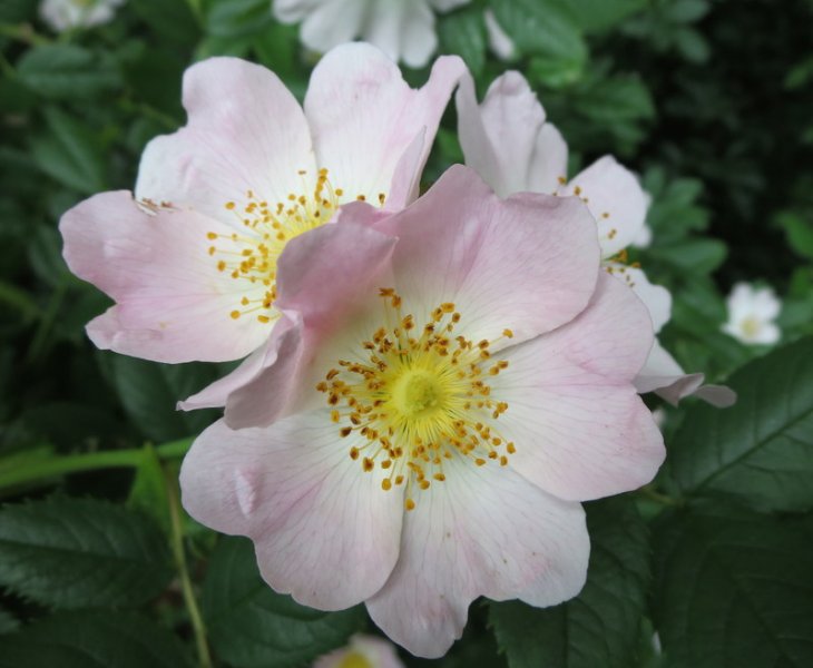 ROSA  CANINA  DOG  ROSE 04-Jul-16 11-26-41 AM.JPG